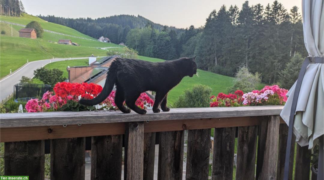 Bild 2: 2 Katzen suchen langfristige Pflegemenschen gegen Bezahlung