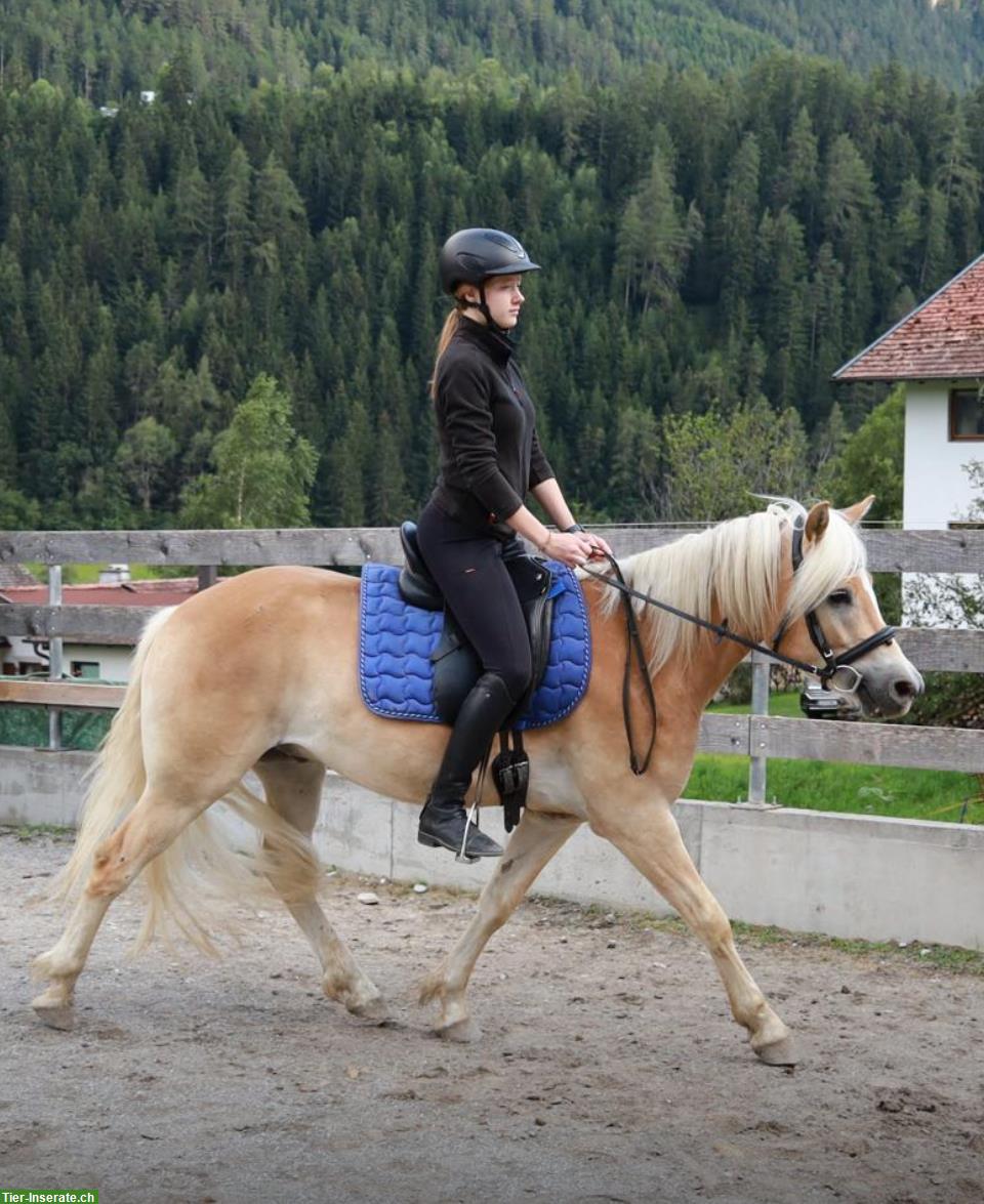 Haflinger Jungwallach geritten zu verkaufen