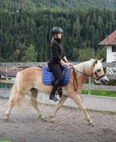 Haflinger Jungwallach geritten zu verkaufen