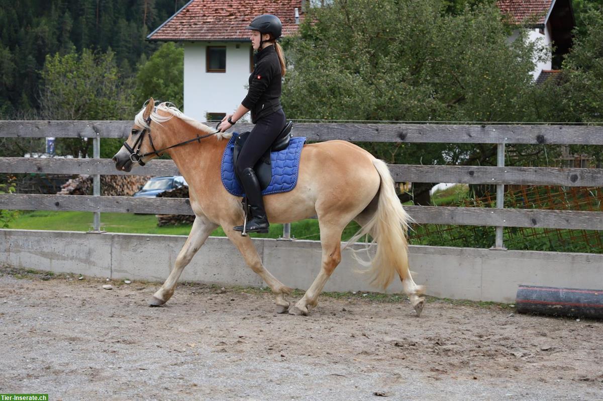 Bild 2: Haflinger Jungwallach geritten zu verkaufen