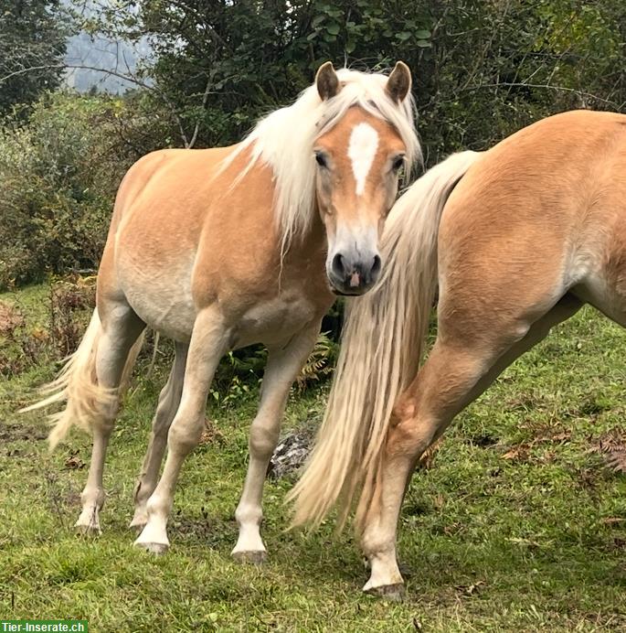 Bild 3: Haflinger Jungwallach geritten zu verkaufen