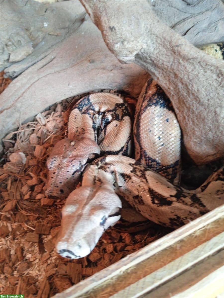 Boa constrictor imperator mix gratis abzugeben