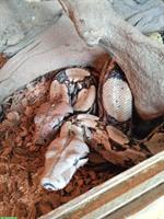Boa constrictor imperator mix gratis abzugeben