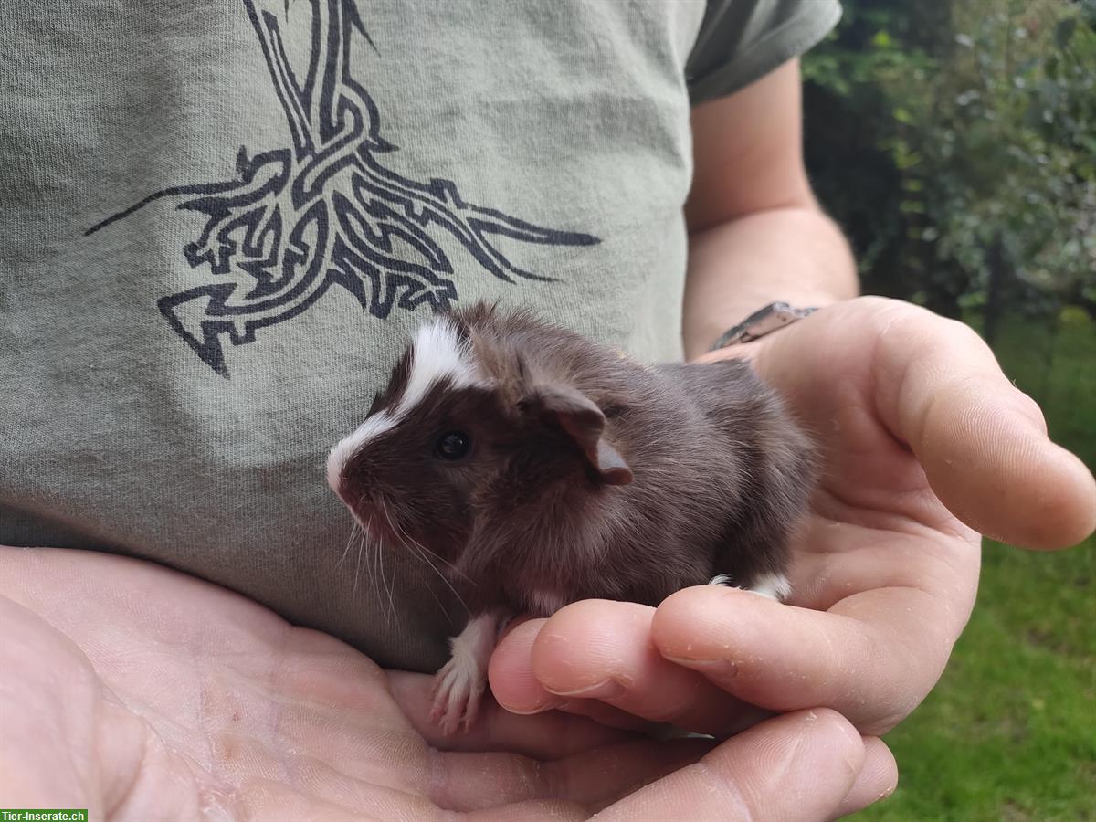 Baby Meerschweinchen Böckli zur Abgabe