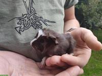 Baby Meerschweinchen Böckli zur Abgabe