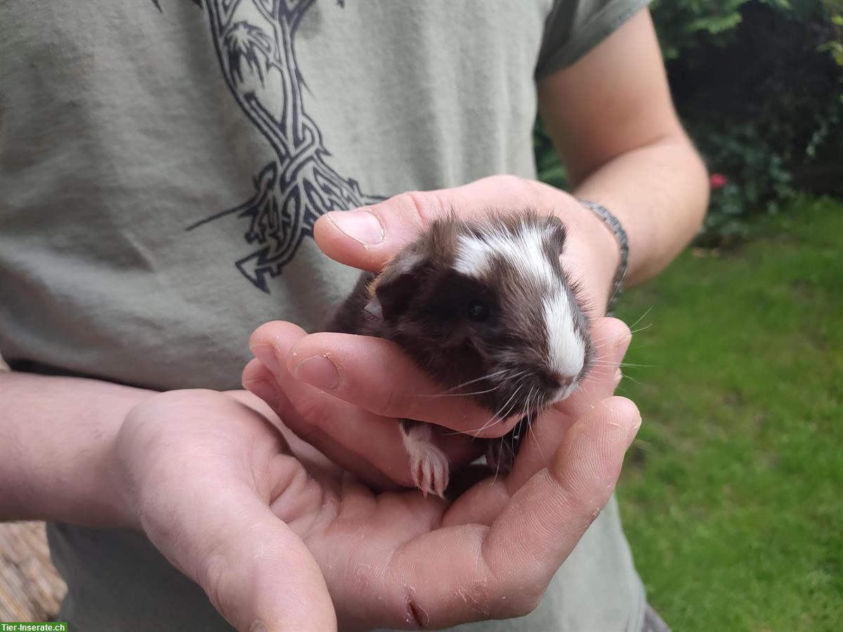 Bild 2: Baby Meerschweinchen Böckli zur Abgabe