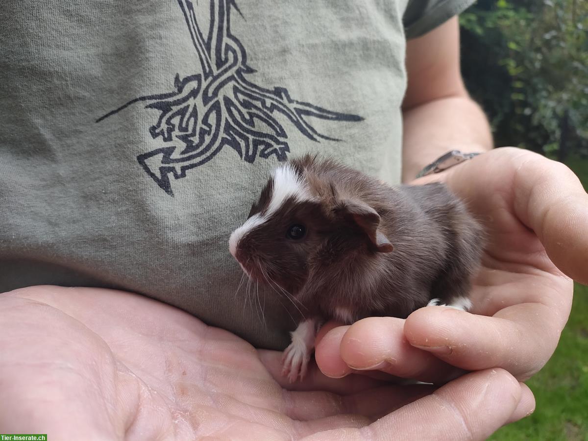 Bild 3: Baby Meerschweinchen Böckli zur Abgabe