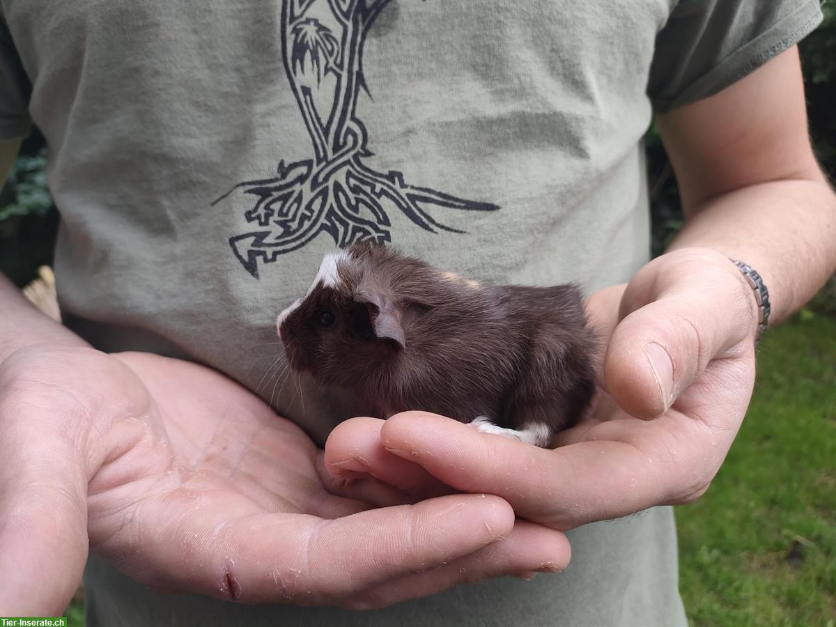 Bild 4: Baby Meerschweinchen Böckli zur Abgabe