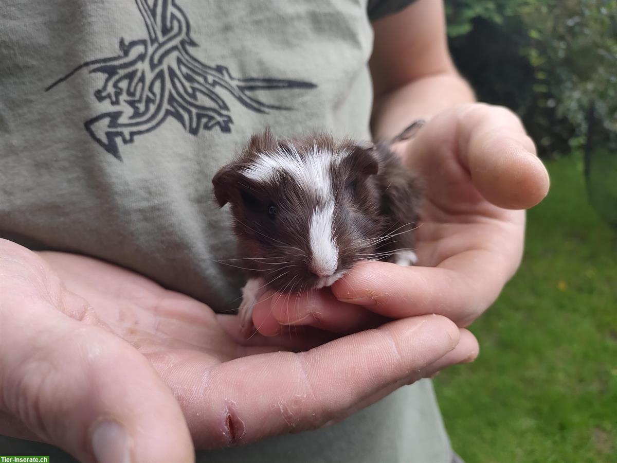 Bild 5: Baby Meerschweinchen Böckli zur Abgabe