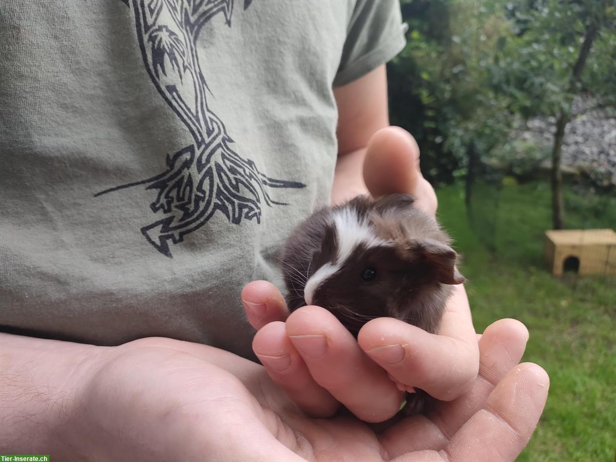 Bild 6: Baby Meerschweinchen Böckli zur Abgabe