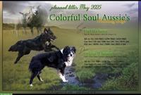 2 Australian Shepherd Welpen suchen ein Zuhause