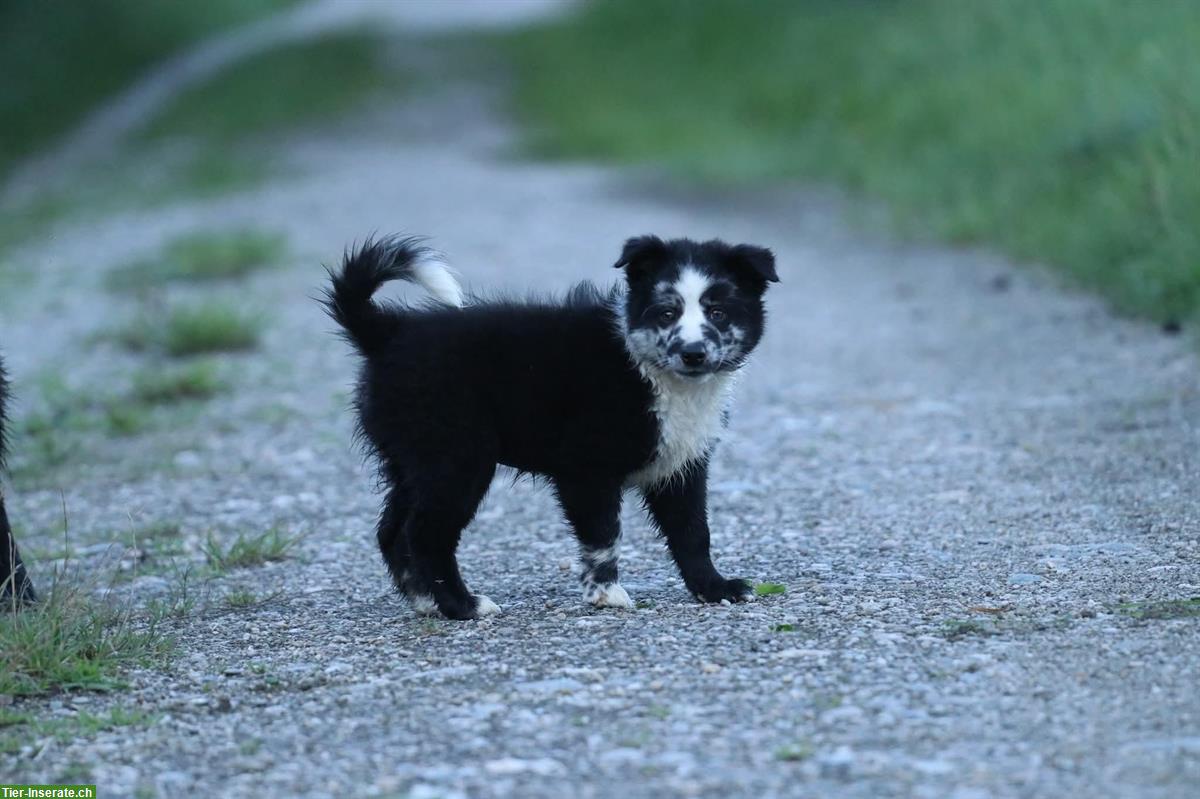 Bild 2: 2 Australian Shepherd Welpen suchen ein Zuhause