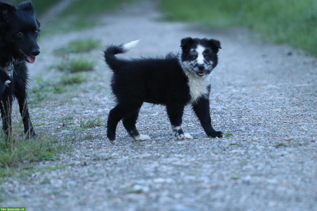 Bild 3: 2 Australian Shepherd Welpen suchen ein Zuhause