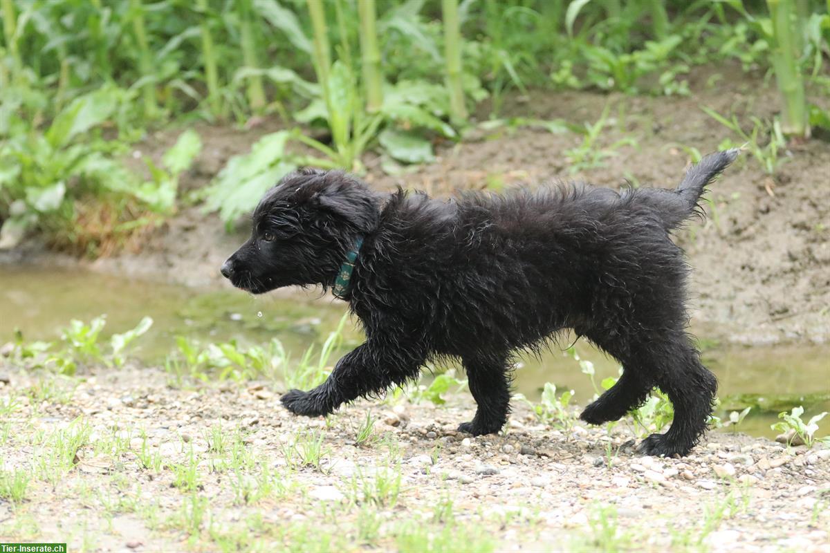 Bild 4: 2 Australian Shepherd Welpen suchen ein Zuhause