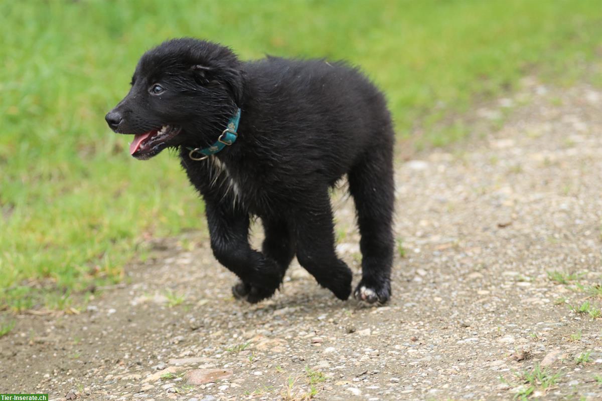 Bild 6: 2 Australian Shepherd Welpen suchen ein Zuhause