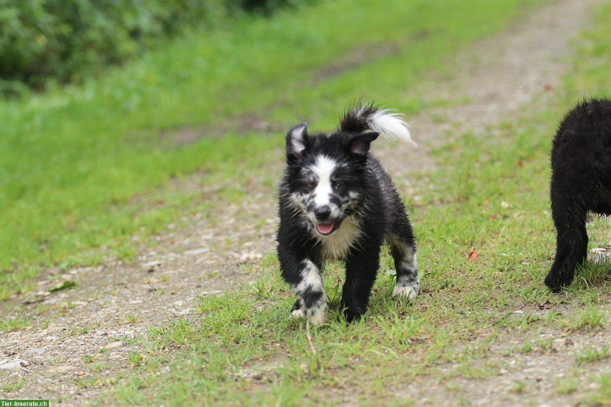 Bild 7: 2 Australian Shepherd Welpen suchen ein Zuhause