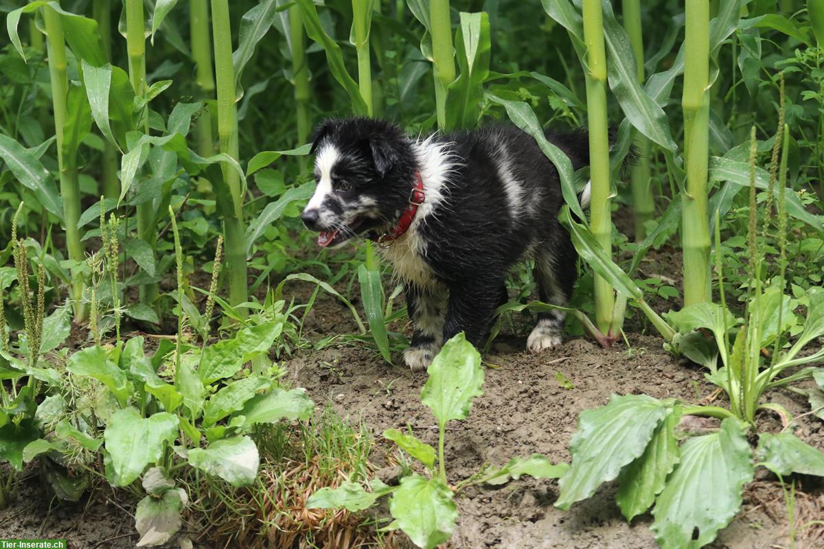 Bild 8: 2 Australian Shepherd Welpen suchen ein Zuhause