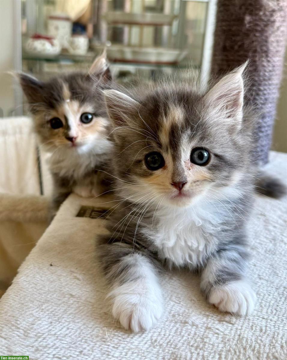 Sehr schöne und zahme Ragdoll x Maine Coon Kitten abzugeben