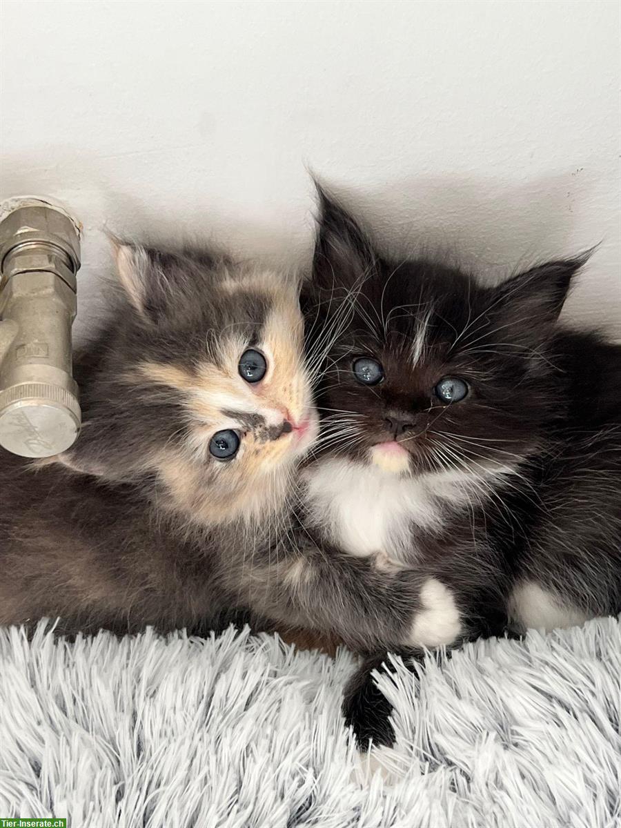 Bild 2: Sehr schöne und zahme Ragdoll x Maine Coon Kitten abzugeben