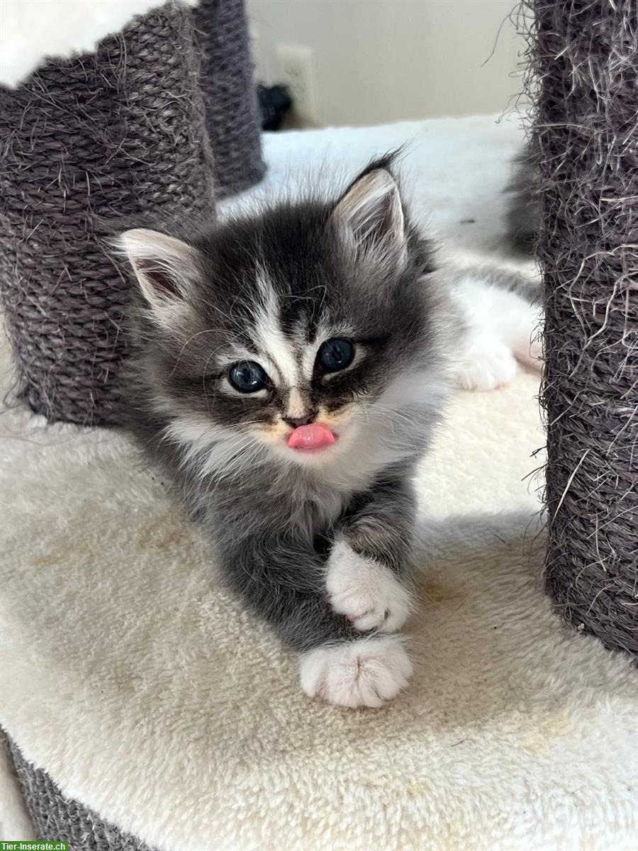 Bild 3: Sehr schöne und zahme Ragdoll x Maine Coon Kitten abzugeben