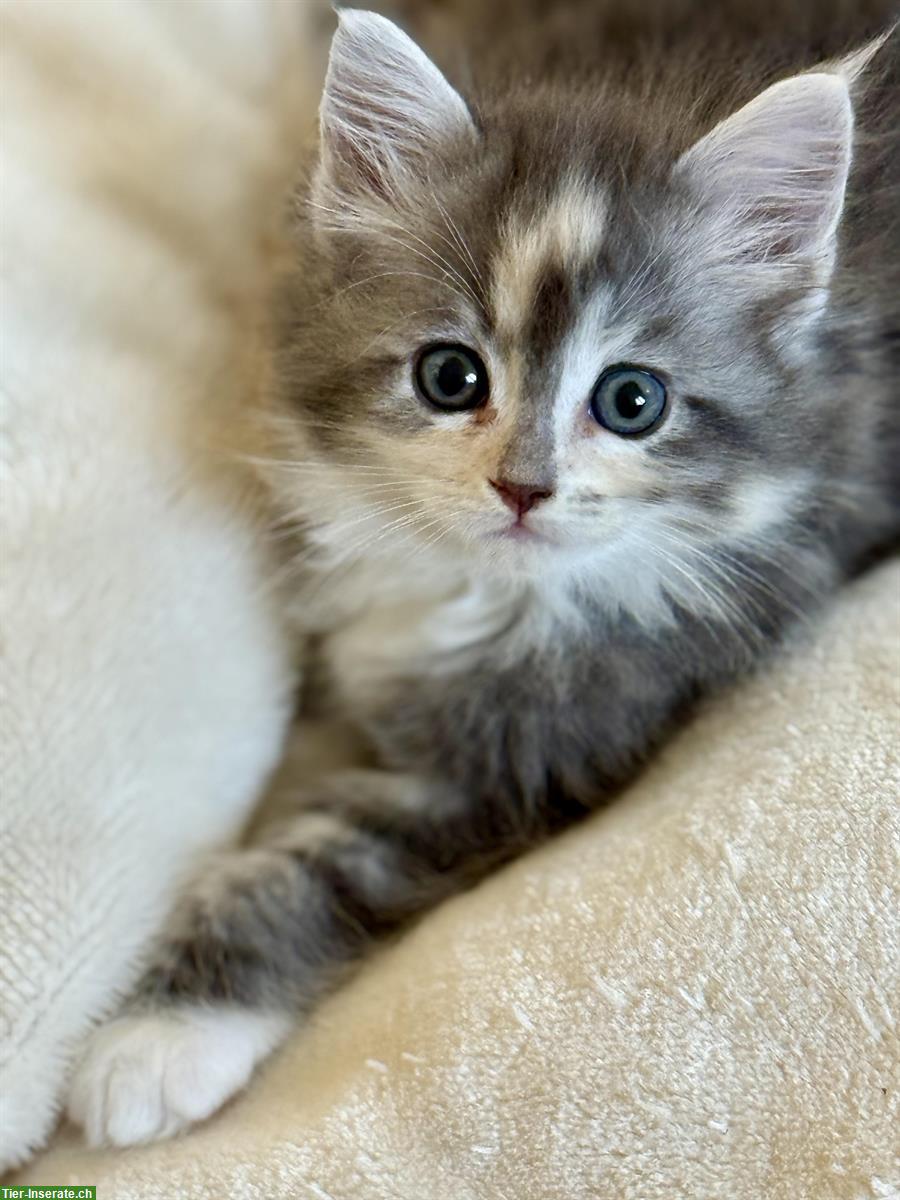 Bild 4: Sehr schöne und zahme Ragdoll x Maine Coon Kitten abzugeben