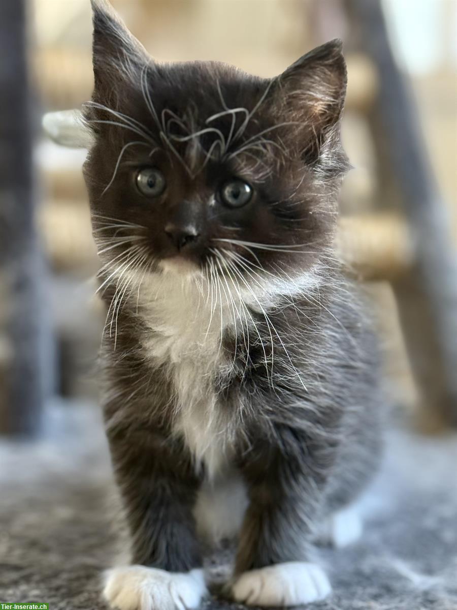 Bild 5: Sehr schöne und zahme Ragdoll x Maine Coon Kitten abzugeben