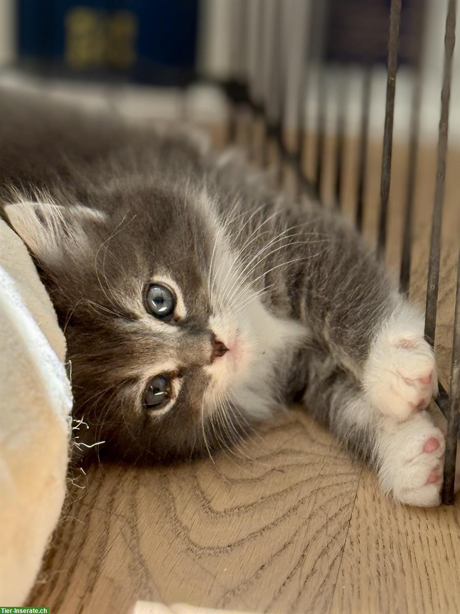 Bild 6: Sehr schöne und zahme Ragdoll x Maine Coon Kitten abzugeben