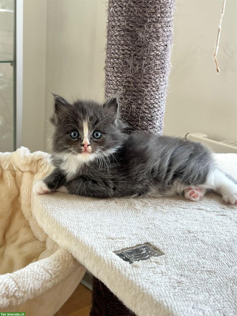 Bild 7: Sehr schöne und zahme Ragdoll x Maine Coon Kitten abzugeben