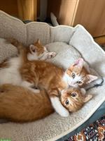 Kleine Katzenbabys suchen ein liebevolles Zuhause