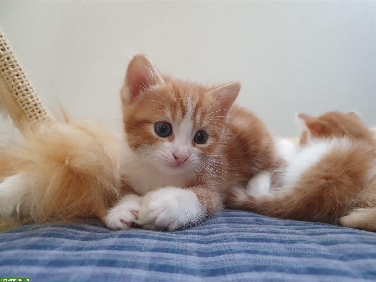 Bild 2: Kleine Katzenbabys suchen ein liebevolles Zuhause