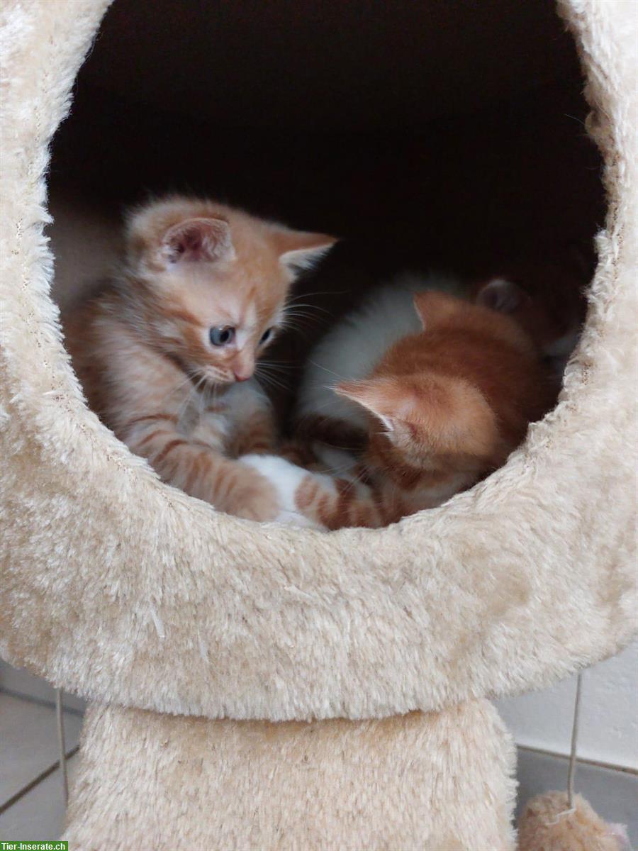 Bild 3: Kleine Katzenbabys suchen ein liebevolles Zuhause