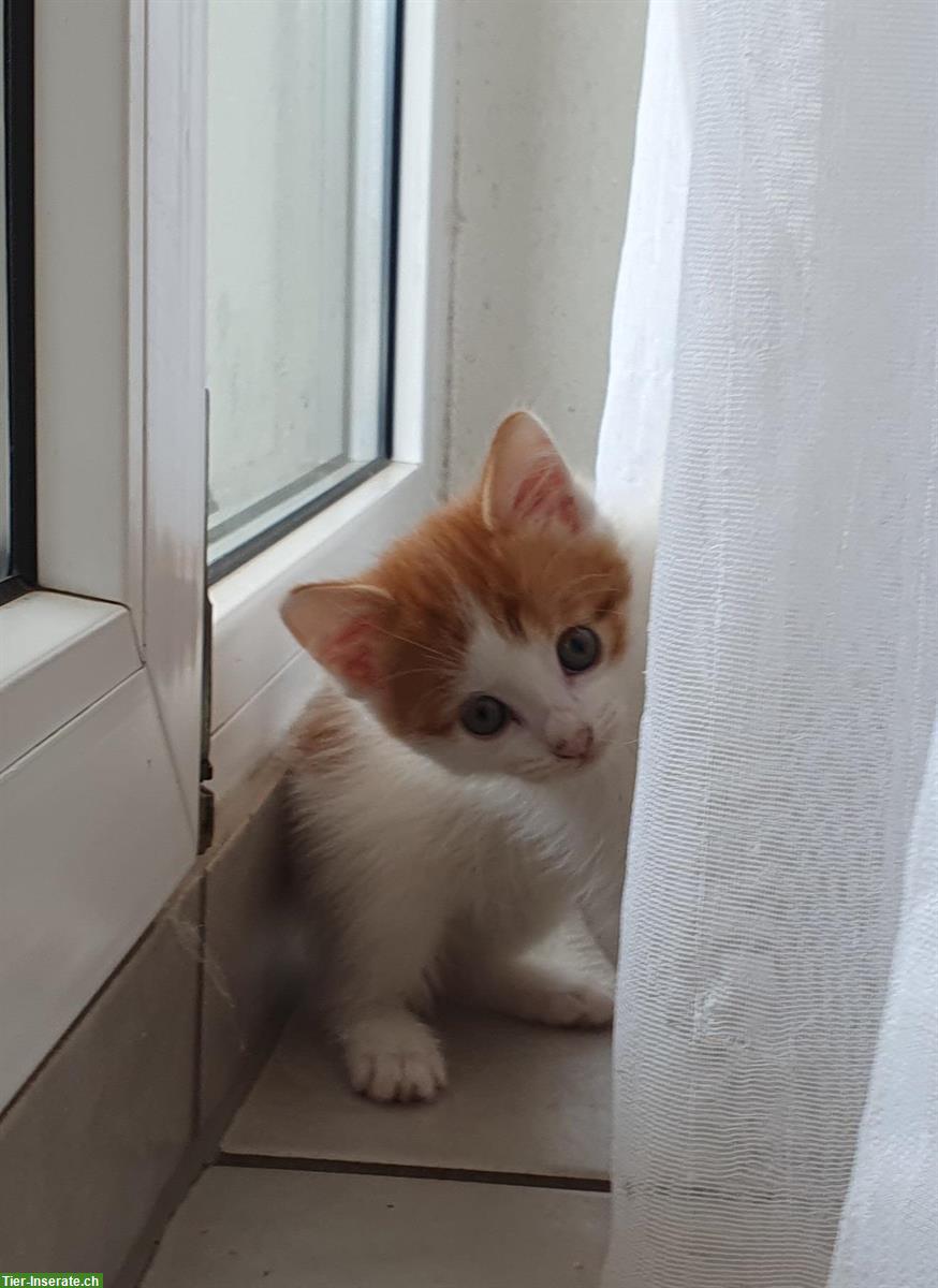 Bild 5: Kleine Katzenbabys suchen ein liebevolles Zuhause