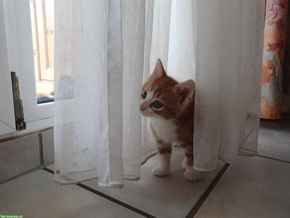 Bild 6: Kleine Katzenbabys suchen ein liebevolles Zuhause