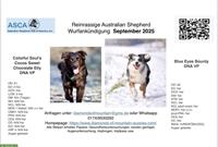 Wurfplanung: Australian Shepherd Welpen mit ASCA Papiere | September