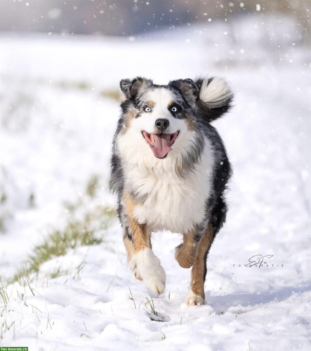 Bild 3: Wurfplanung: Australian Shepherd Welpen mit ASCA Papiere | September