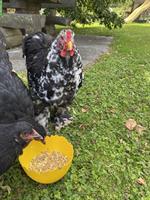 Reinrassige Brahma Hähne abzugeben