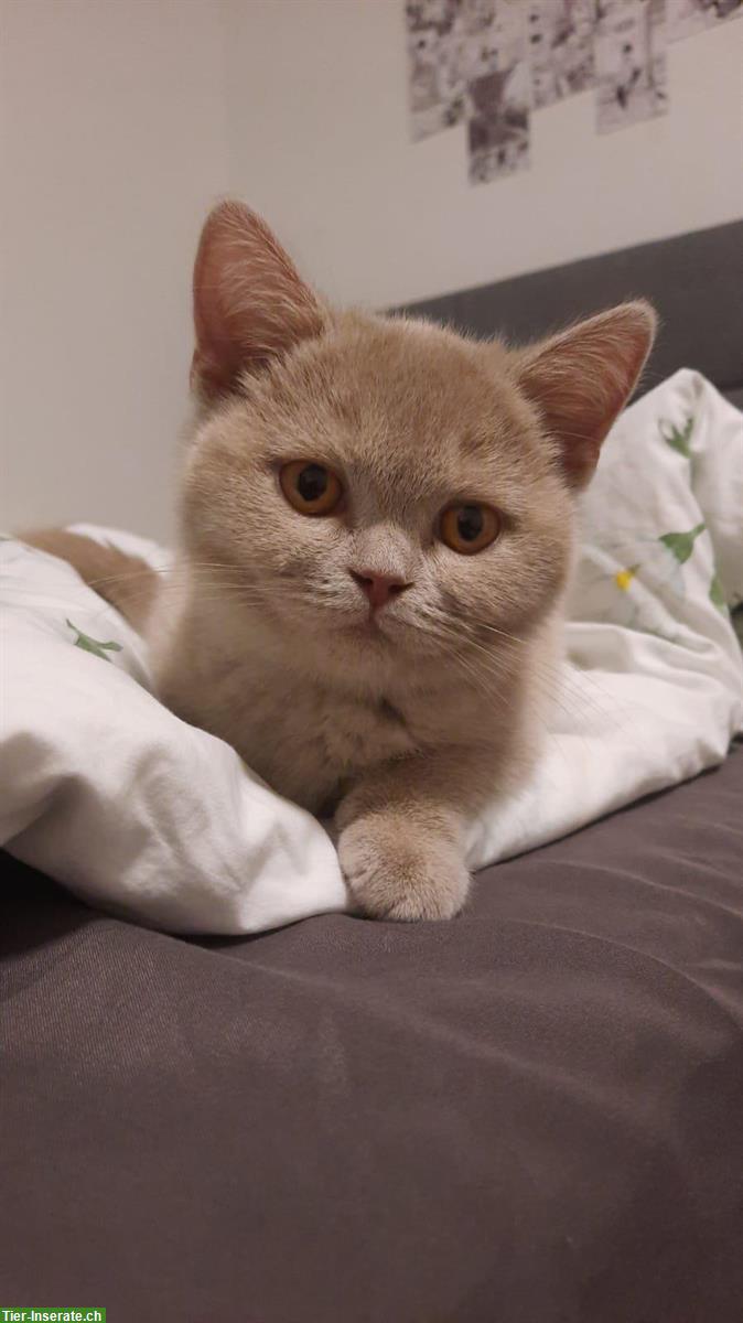 BKH Katze, 10 Monate mit Stammbaum