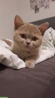 BKH Katze, 10 Monate mit Stammbaum
