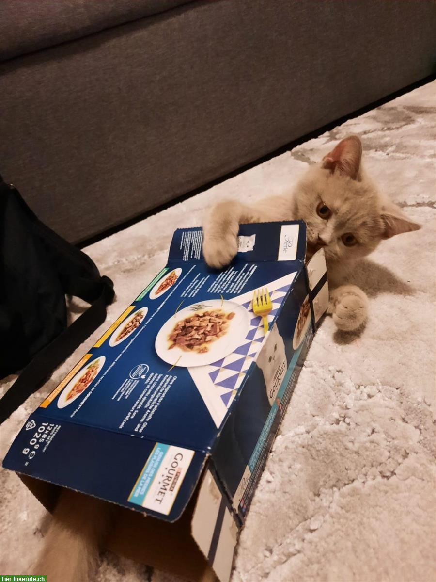 Bild 2: BKH Katze, 10 Monate mit Stammbaum