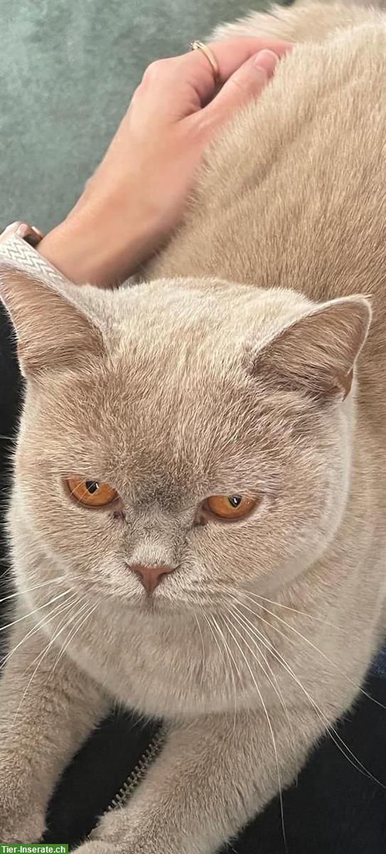 Bild 3: BKH Katze, 10 Monate mit Stammbaum