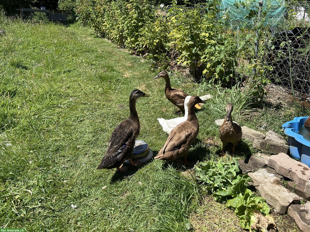 Laufenten Männchen und Weibchen zu verkaufen