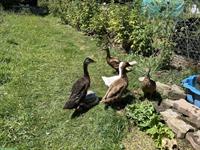 Laufenten Männchen und Weibchen zu verkaufen