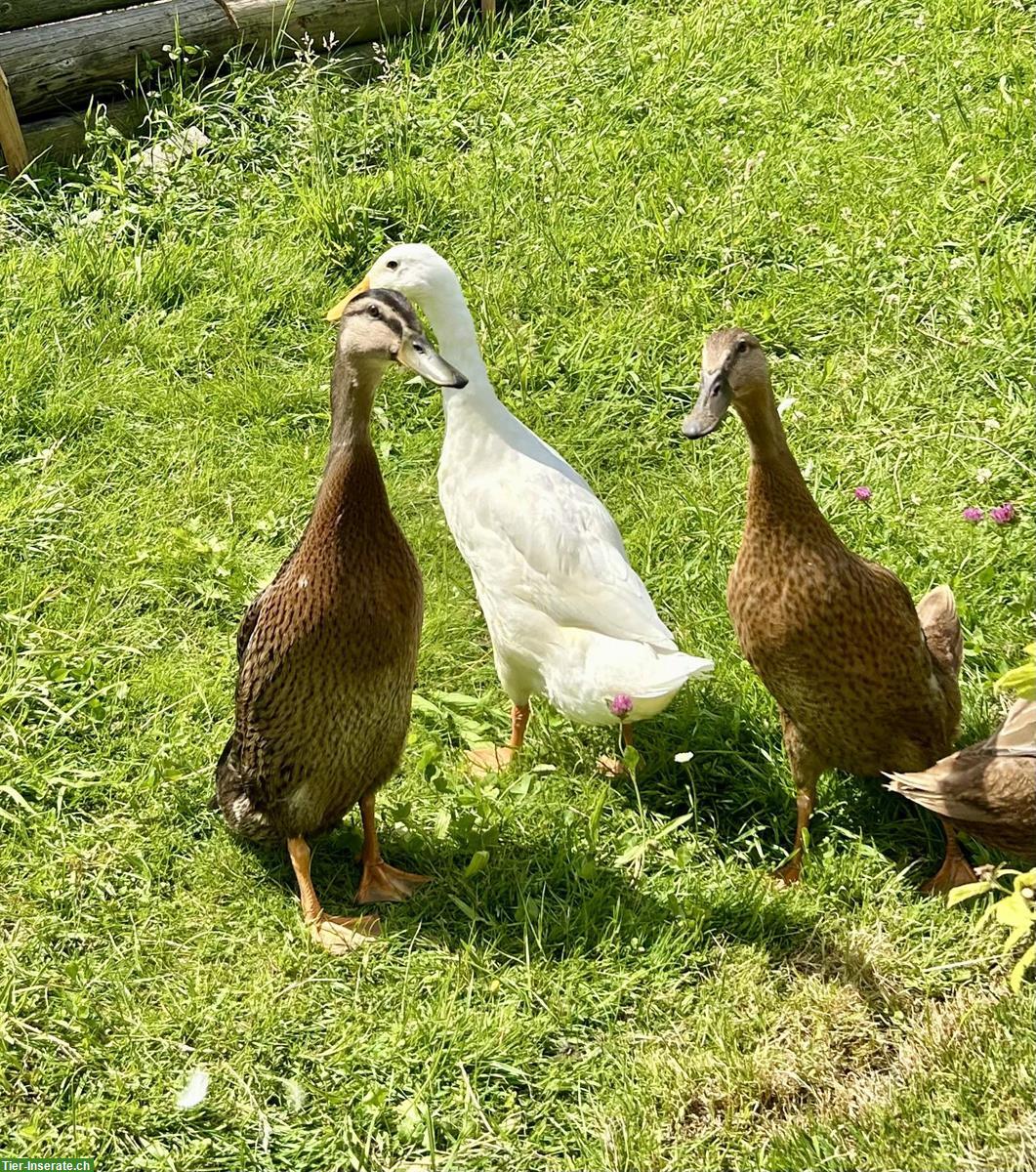 Bild 2: Laufenten Männchen und Weibchen zu verkaufen