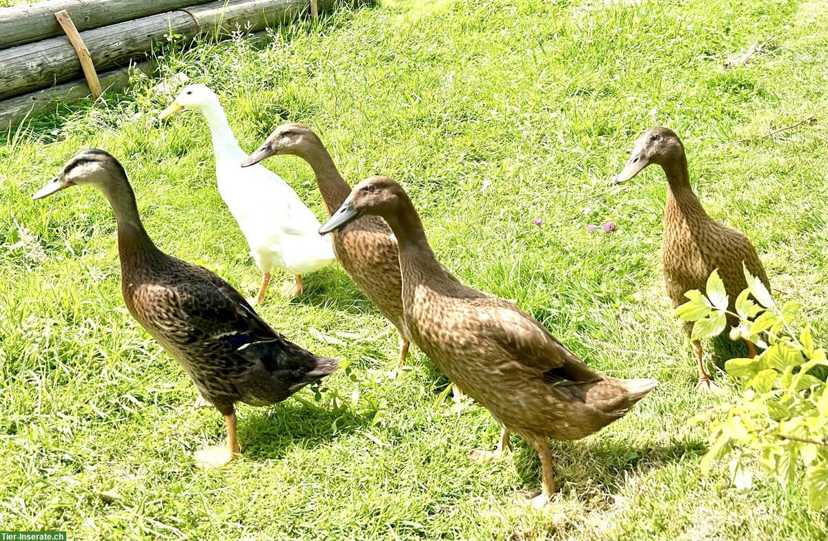 Bild 3: Laufenten Männchen und Weibchen zu verkaufen