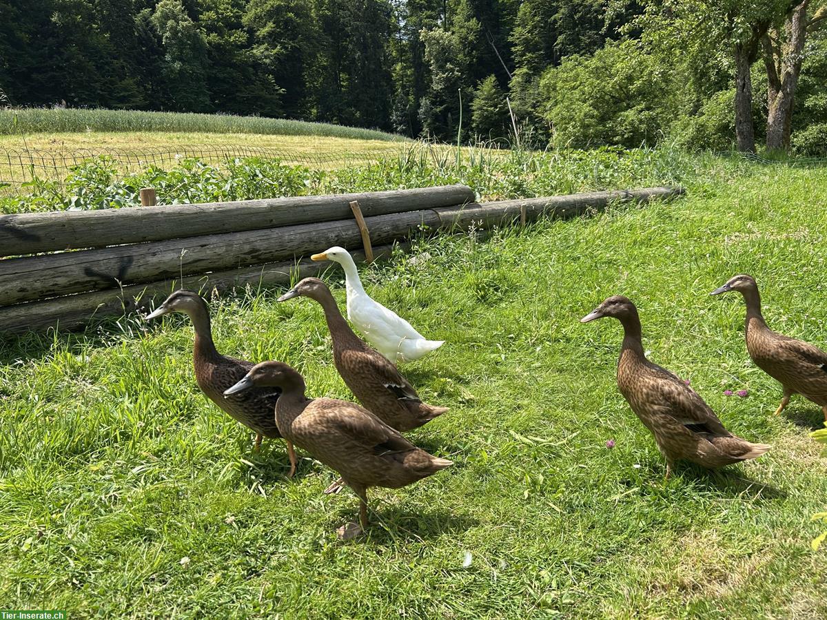 Bild 4: Laufenten Männchen und Weibchen zu verkaufen