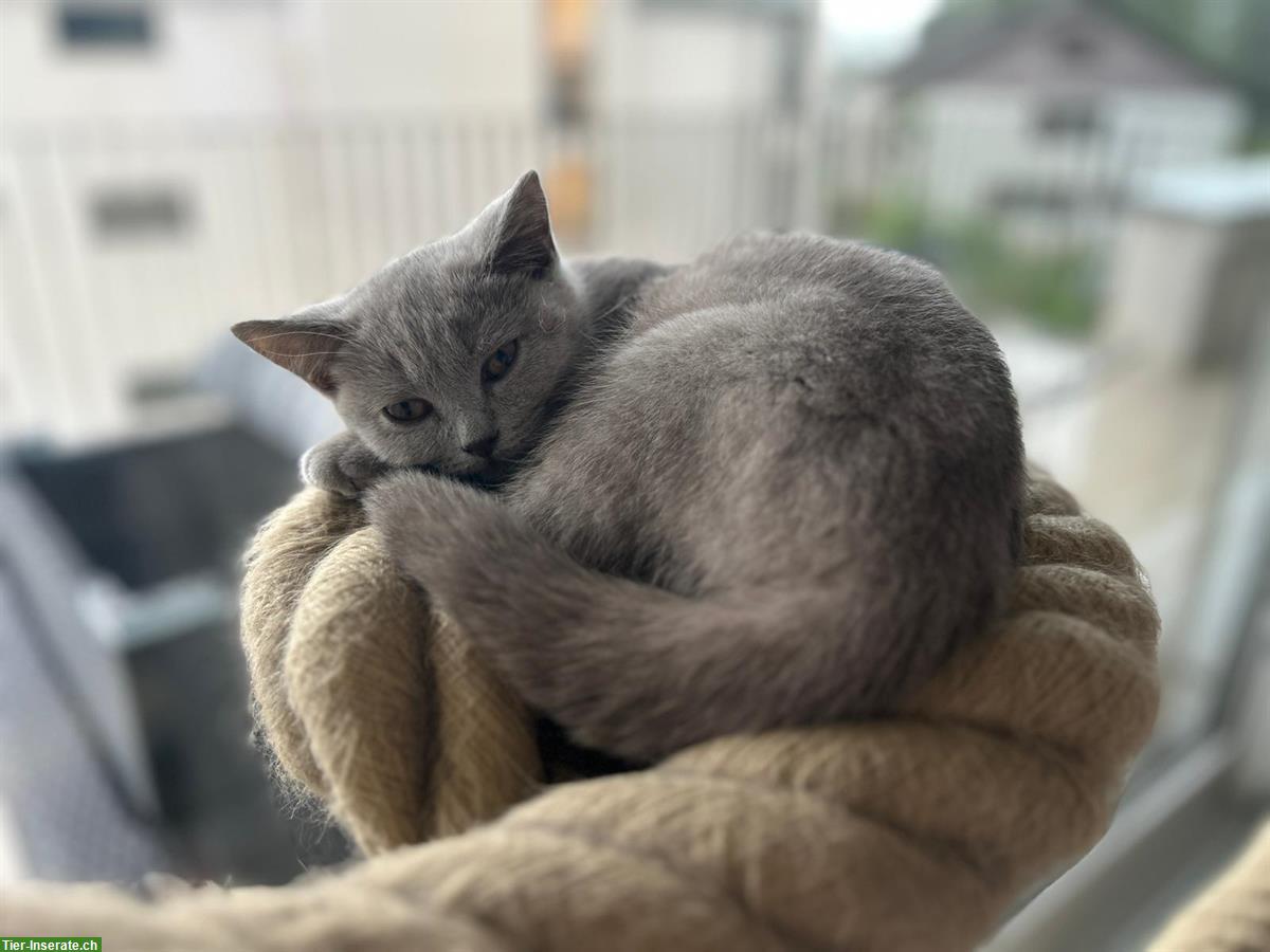 BKH Kitten, männlich in der Farbe Lilac