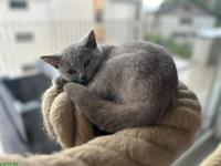 BKH Kitten, männlich in der Farbe Lilac