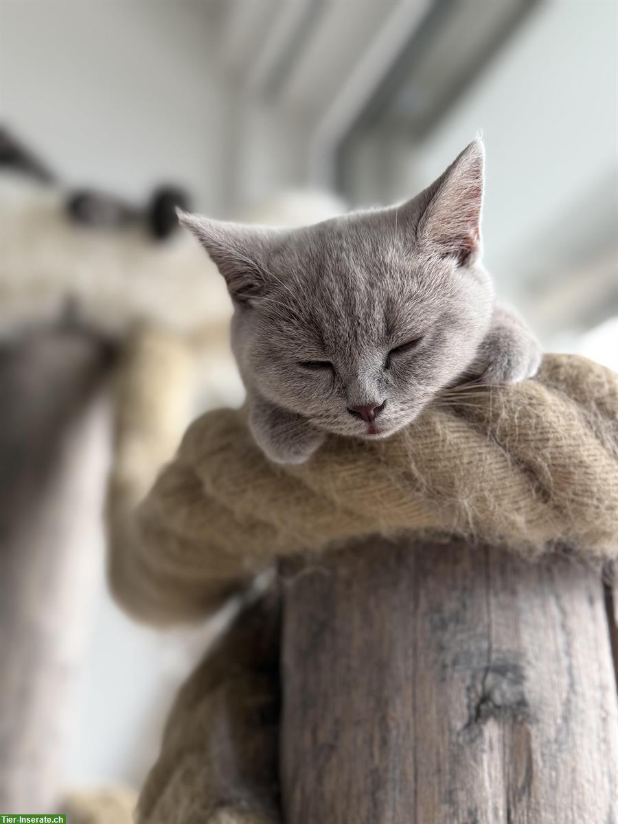 Bild 2: BKH Kitten, männlich in der Farbe Lilac