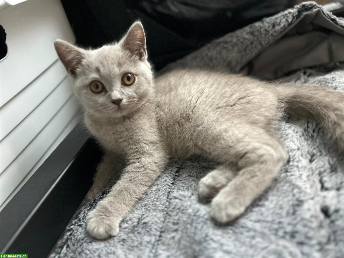 Bild 3: BKH Kitten, männlich in der Farbe Lilac