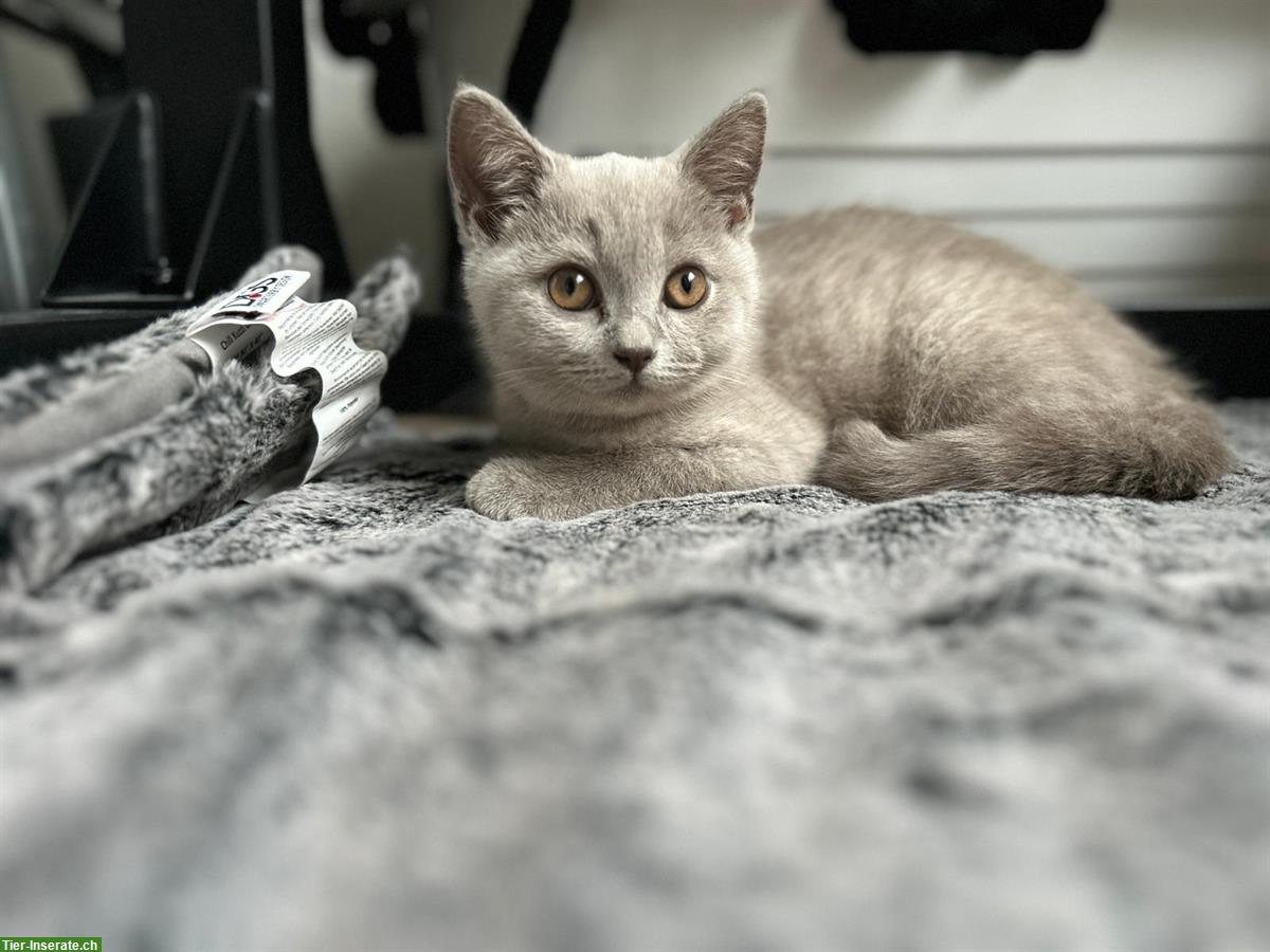Bild 4: BKH Kitten, männlich in der Farbe Lilac